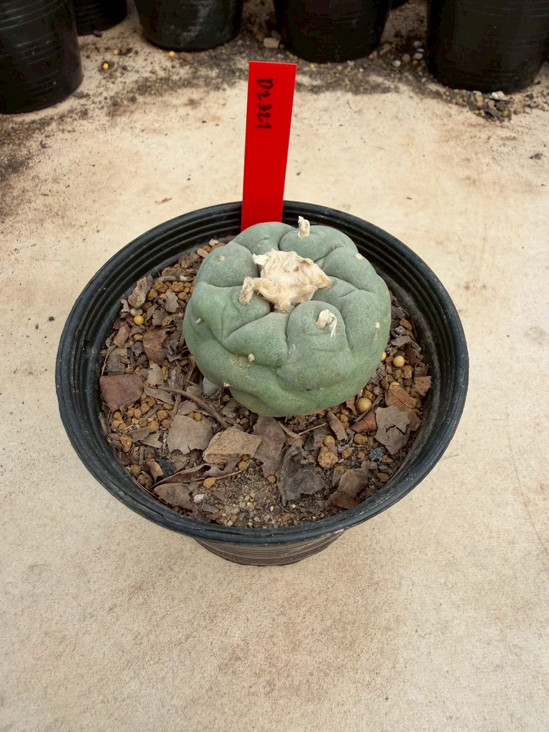 Lophophora Fricii – Cactus (Seed Grown, 3-3.5 cm, Own Root) 14 years old