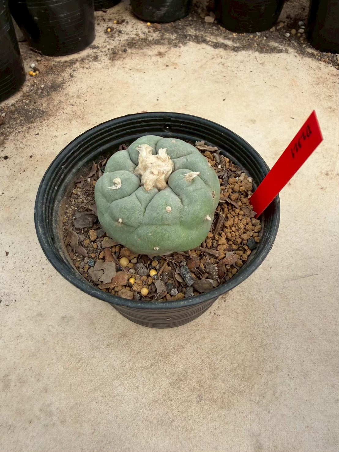 Lophophora Fricii – Cactus (Seed Grown, 3-3.5 cm, Own Root) 14 years old