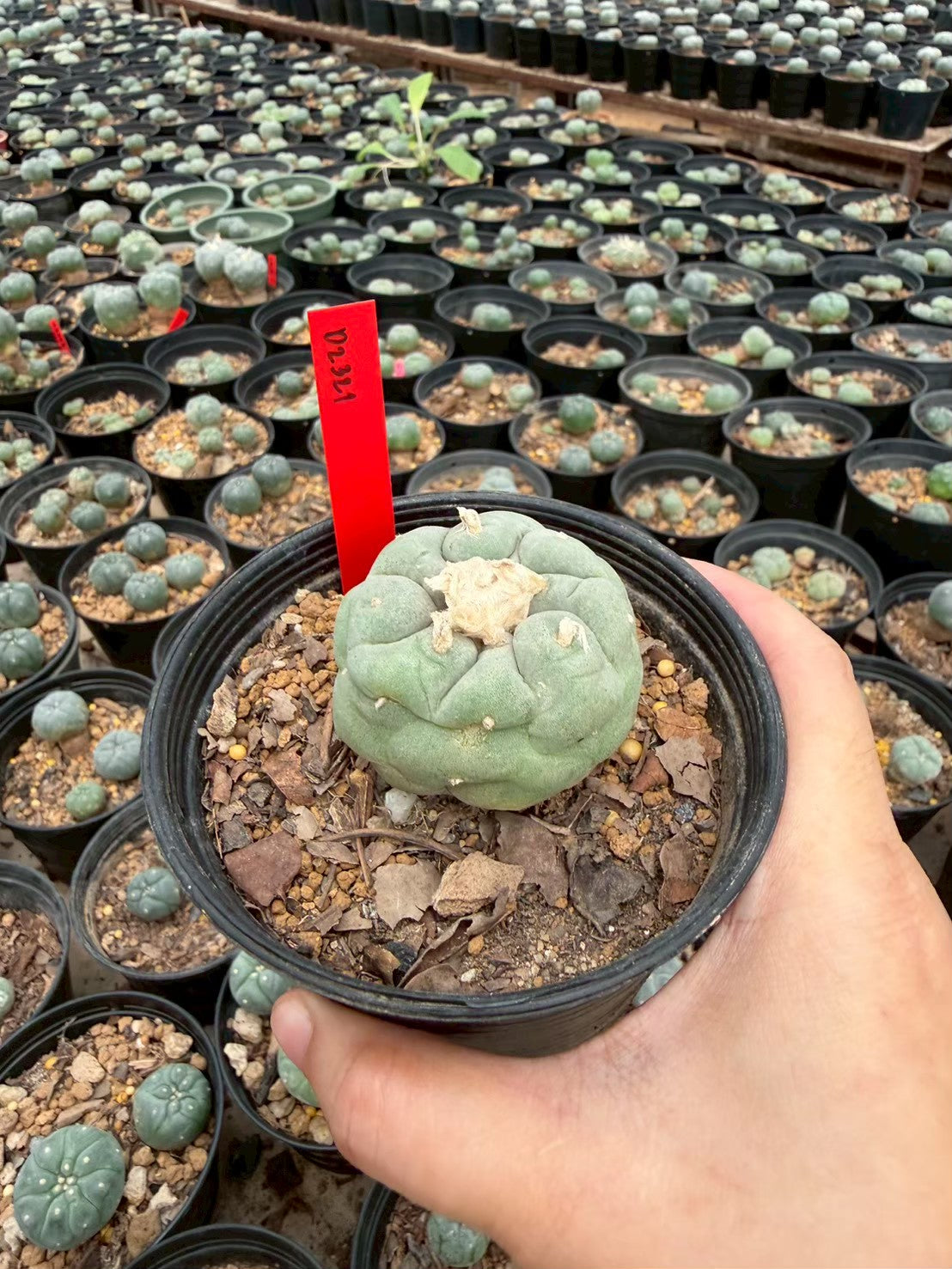 Lophophora Fricii – Cactus (Seed Grown, 3-3.5 cm, Own Root) 14 years old