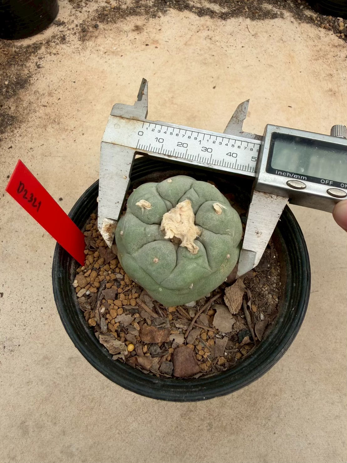Lophophora Fricii – Cactus (Seed Grown, 3-3.5 cm, Own Root) 14 years old