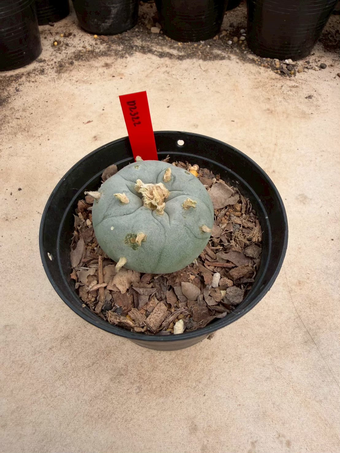 Lophophora williamsii – Peyote Cactus (Seed Grown, 3-3.5 cm, Own Root) 14 years old