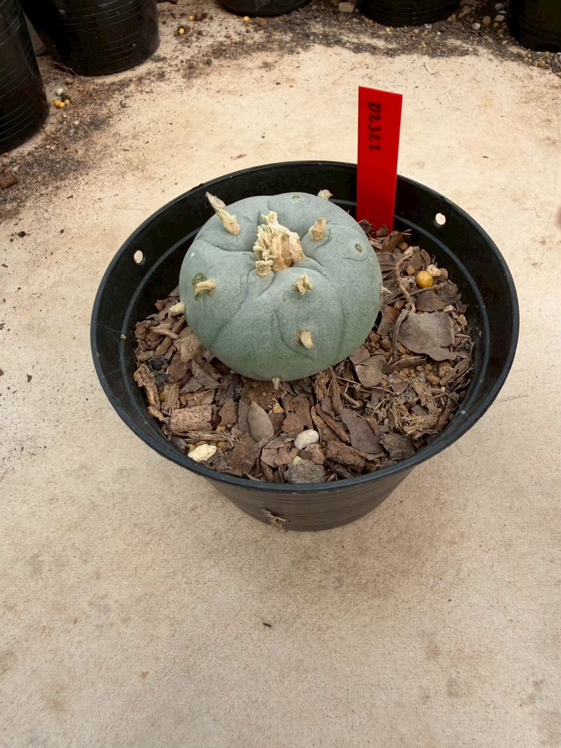 Lophophora williamsii – Peyote Cactus (Seed Grown, 3-3.5 cm, Own Root) 14 years old
