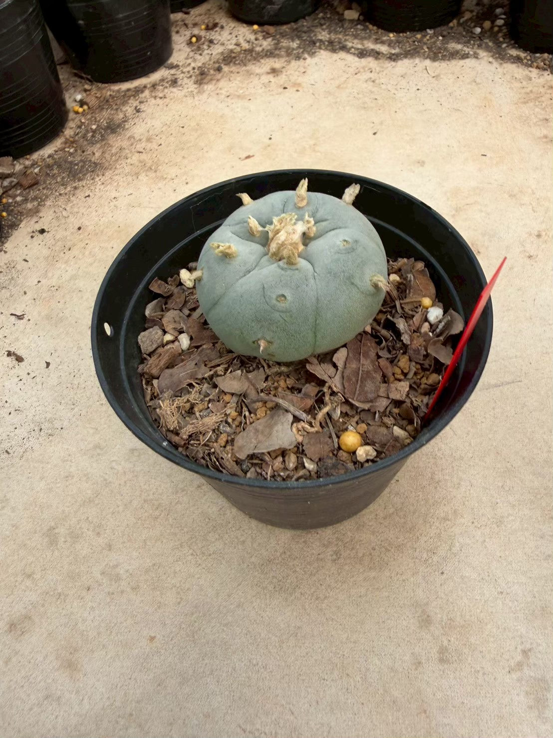 Lophophora williamsii – Peyote Cactus (Seed Grown, 3-3.5 cm, Own Root) 14 years old