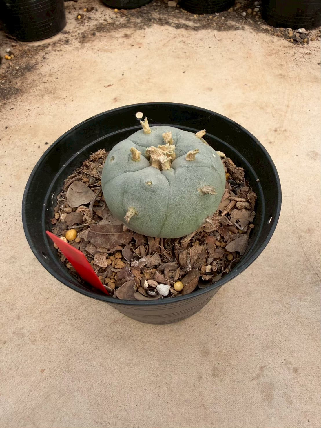 Lophophora williamsii – Peyote Cactus (Seed Grown, 3-3.5 cm, Own Root) 14 years old