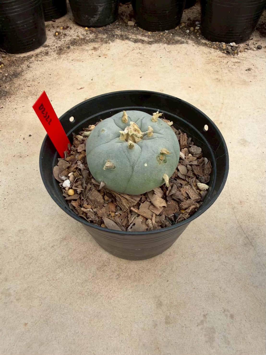 Lophophora williamsii – Peyote Cactus (Seed Grown, 3-3.5 cm, Own Root) 14 years old