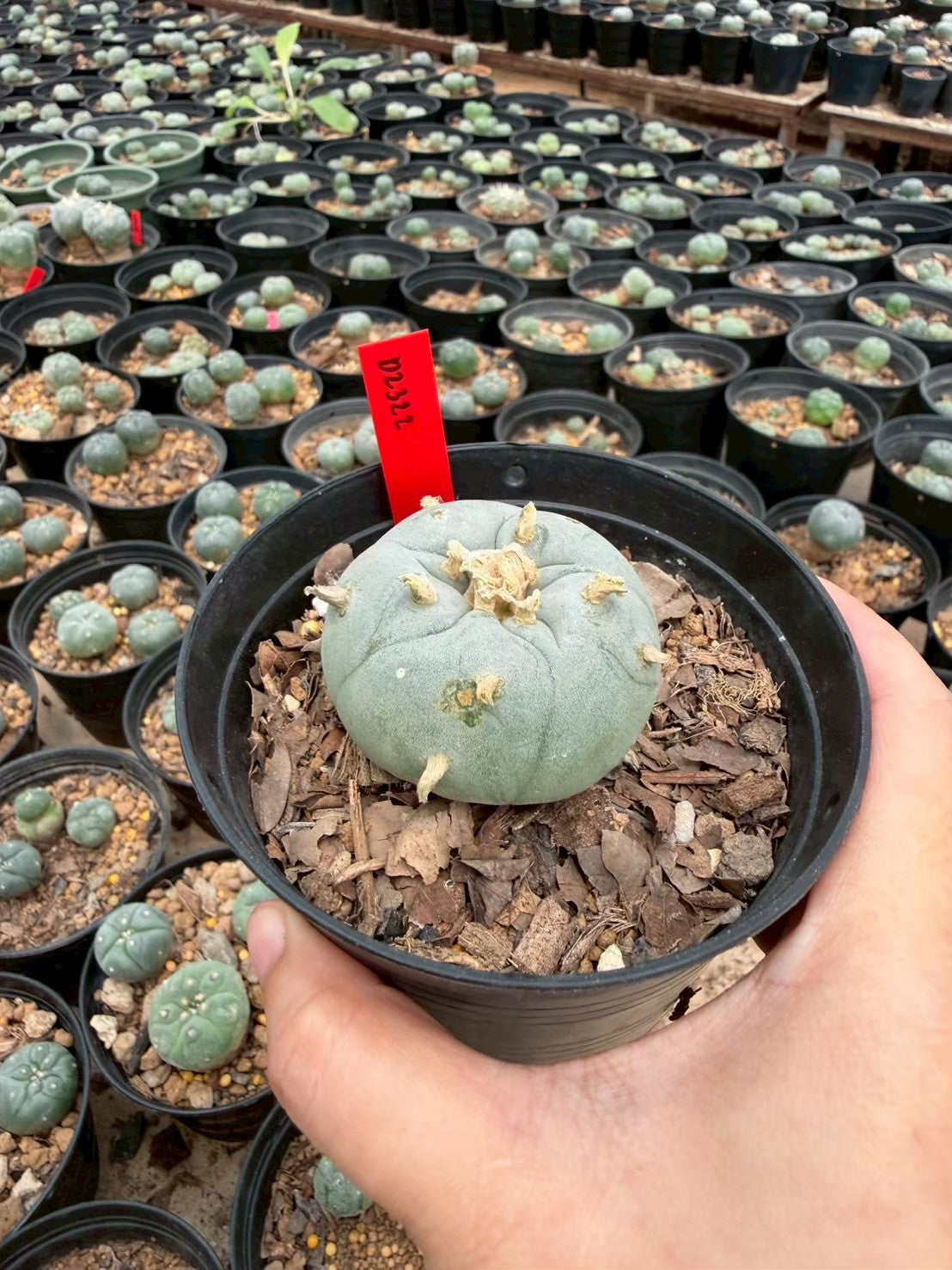 Lophophora williamsii – Peyote Cactus (Seed Grown, 3-3.5 cm, Own Root) 14 years old