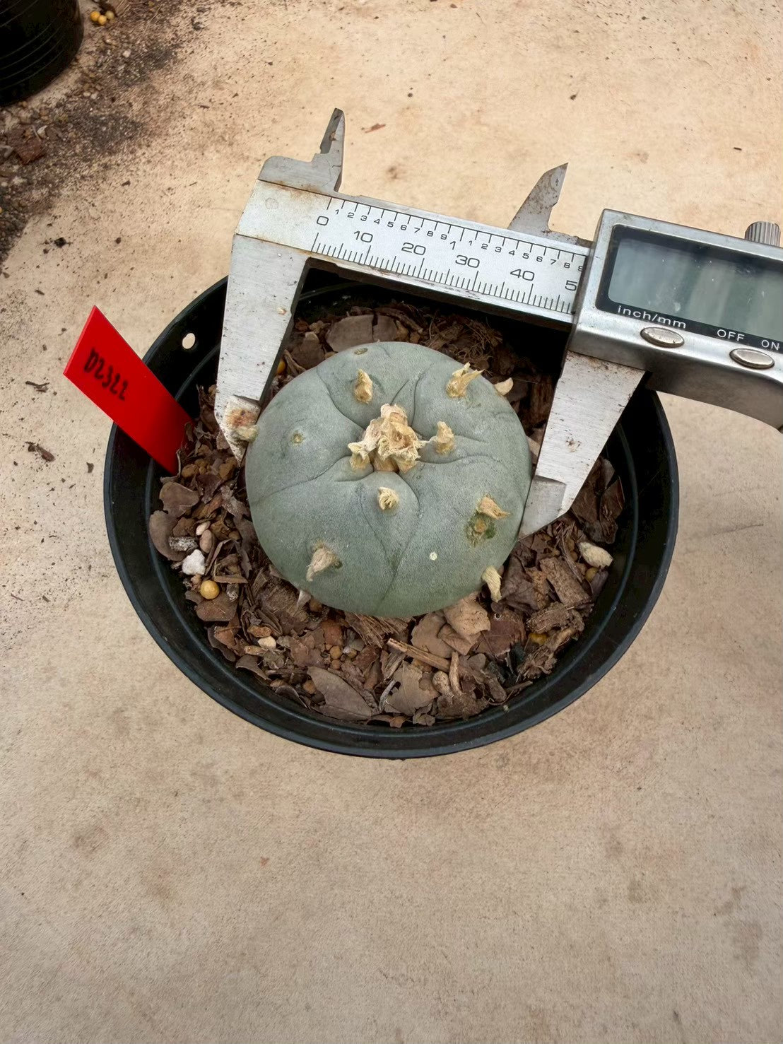 Lophophora williamsii – Peyote Cactus (Seed Grown, 3-3.5 cm, Own Root) 14 years old