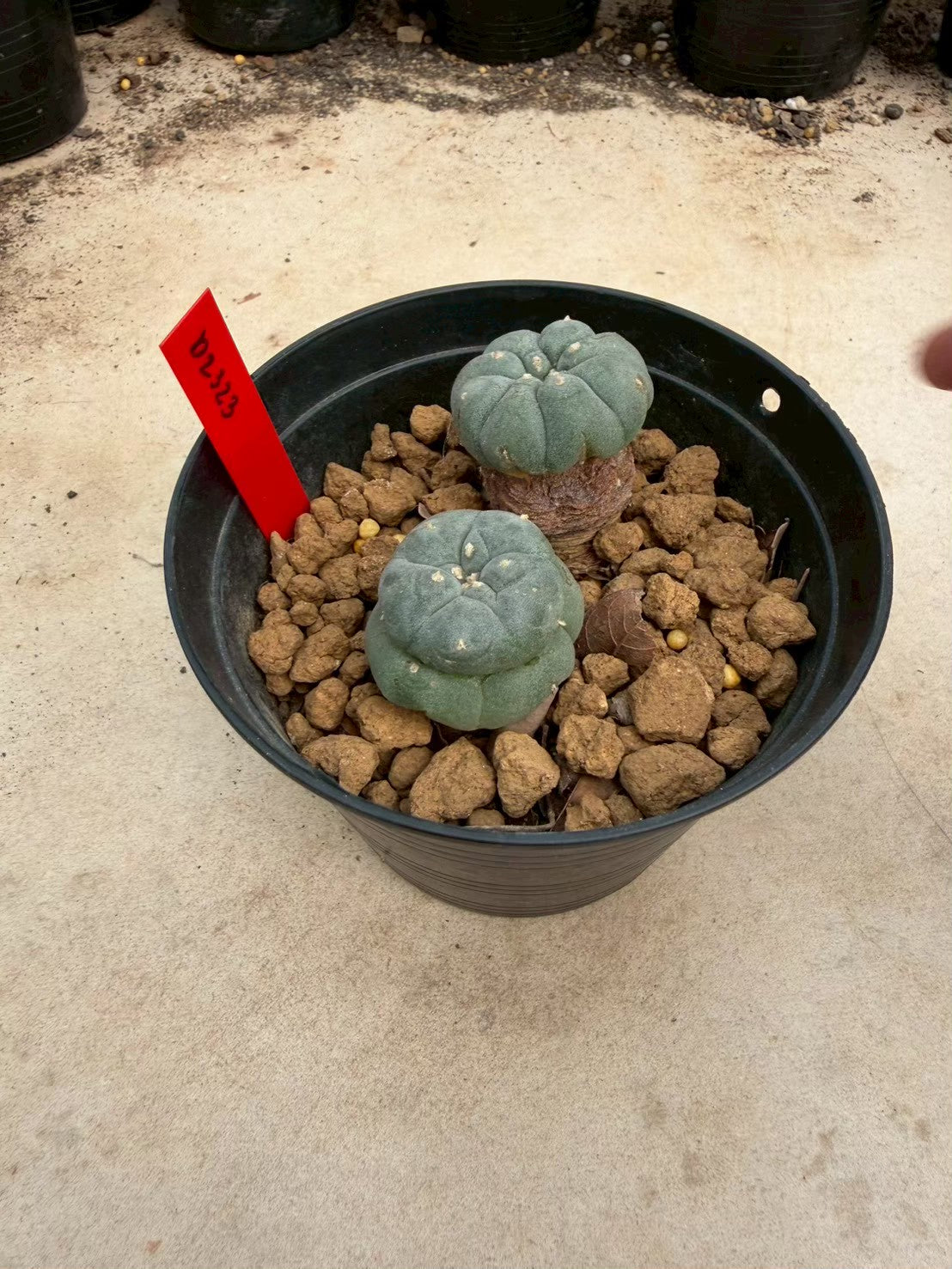 Lophophora williamsii – Peyote Cactus (Seed Grown, 3-3.5 cm, Own Root) 14 years old