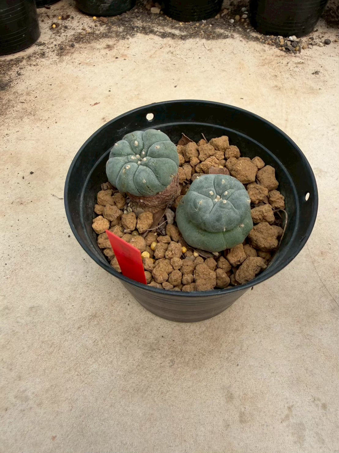 Lophophora williamsii – Peyote Cactus (Seed Grown, 3-3.5 cm, Own Root) 14 years old
