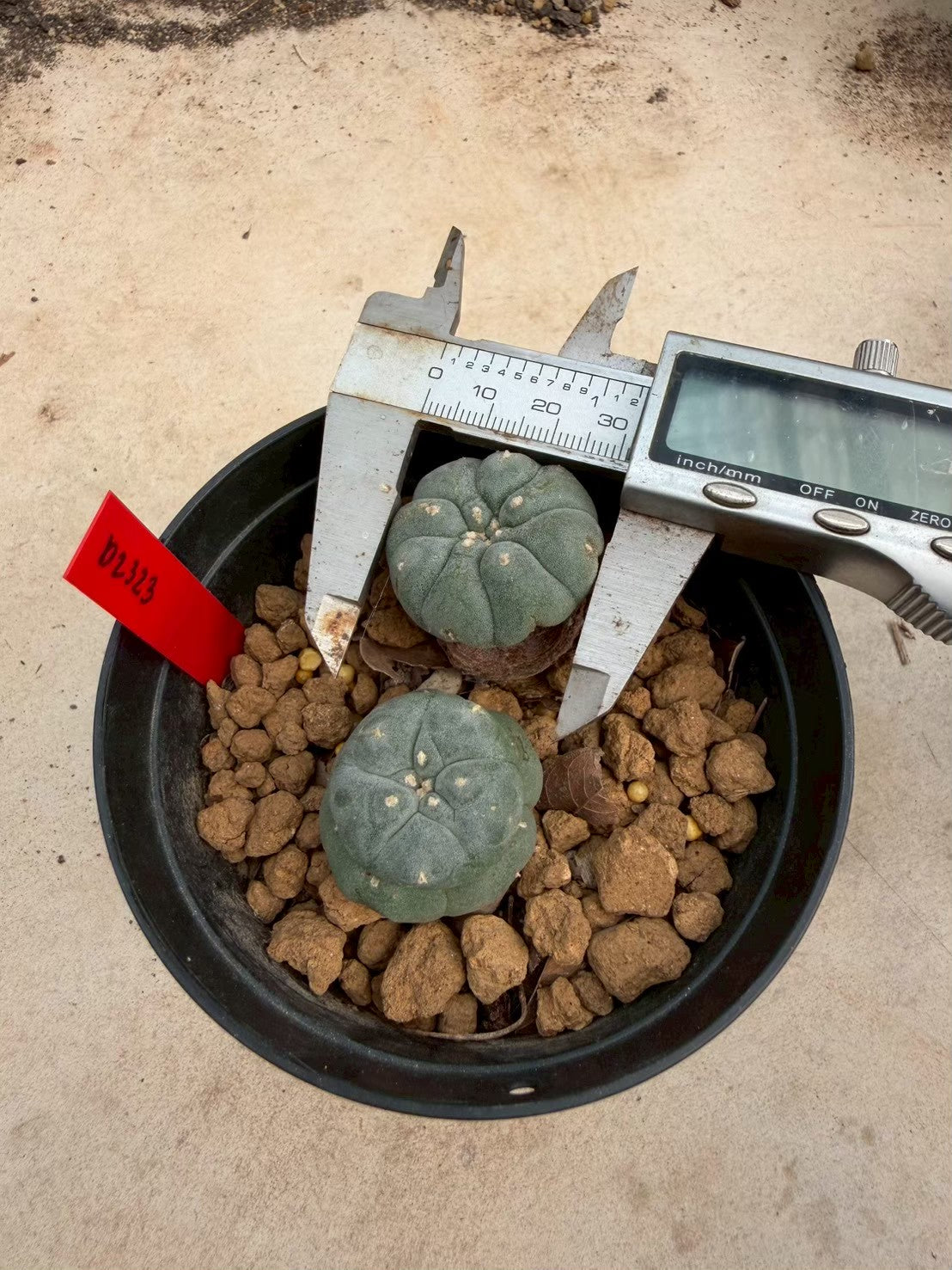 Lophophora williamsii – Peyote Cactus (Seed Grown, 3-3.5 cm, Own Root) 14 years old