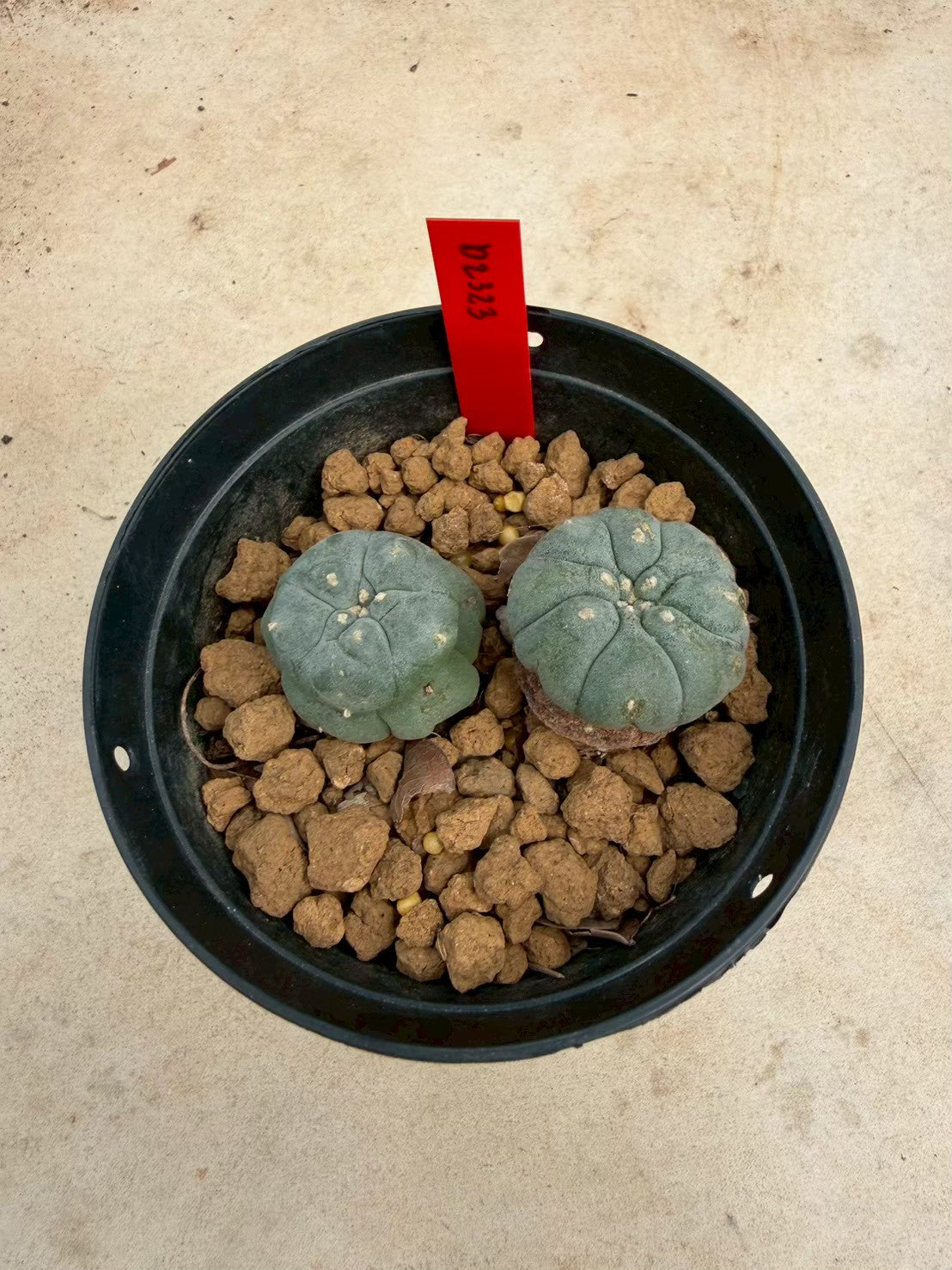 Lophophora williamsii – Peyote Cactus (Seed Grown, 3-3.5 cm, Own Root) 14 years old