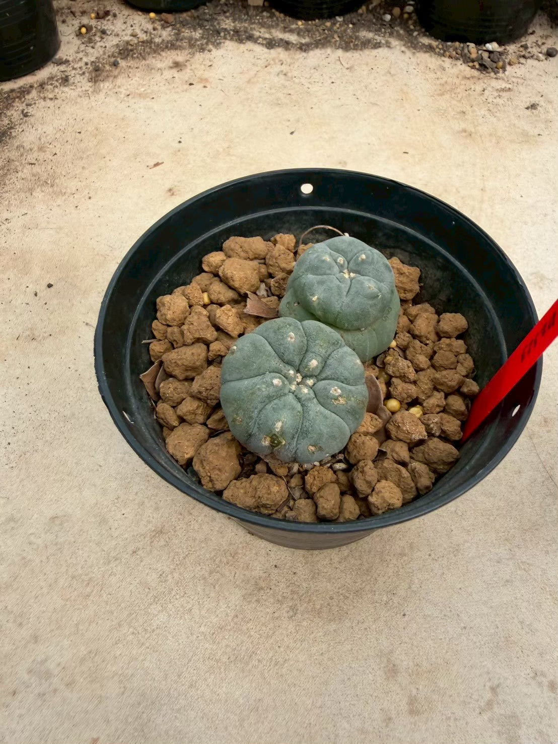 Lophophora williamsii – Peyote Cactus (Seed Grown, 3-3.5 cm, Own Root) 14 years old