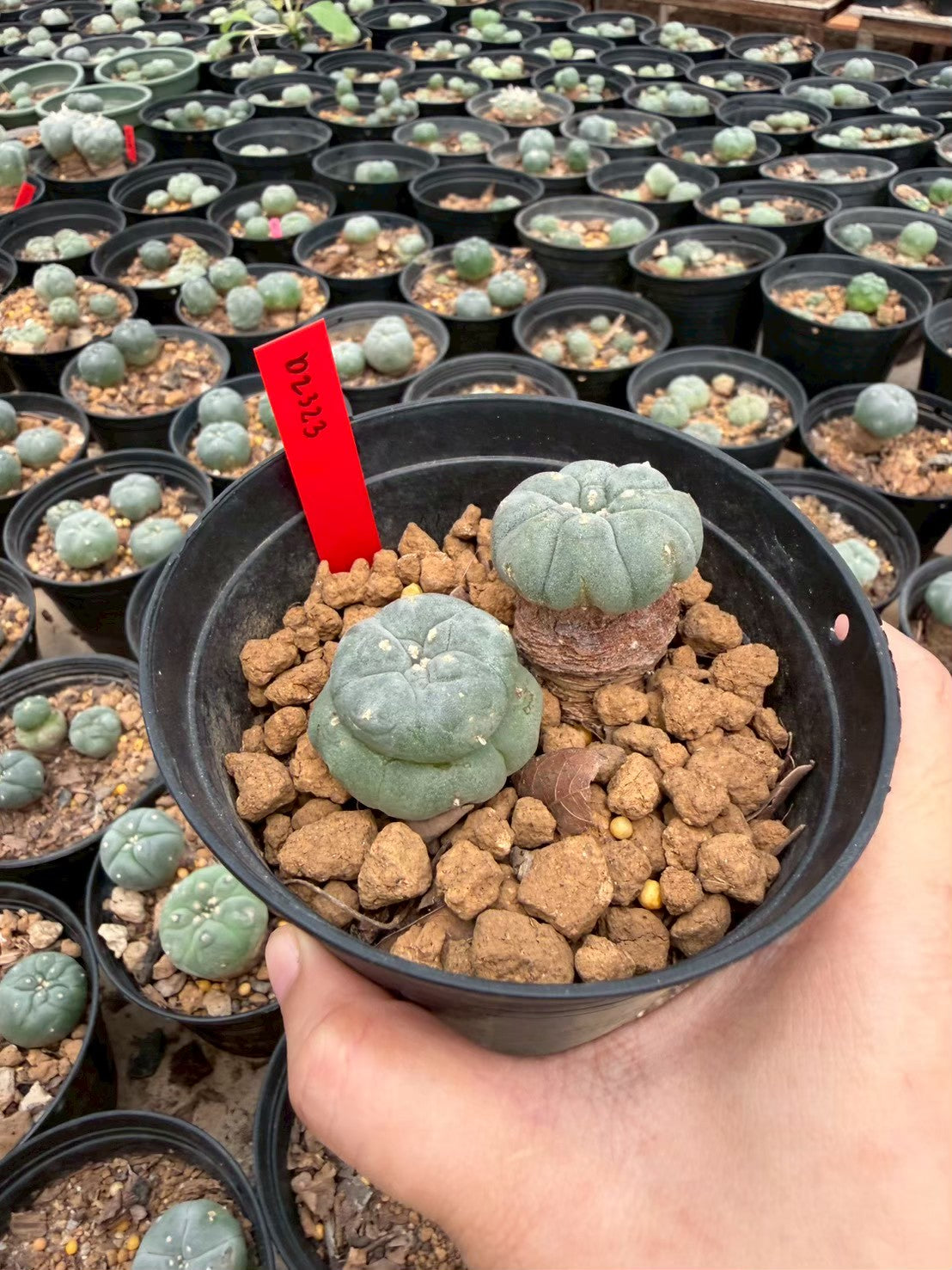Lophophora williamsii – Peyote Cactus (Seed Grown, 3-3.5 cm, Own Root) 14 years old