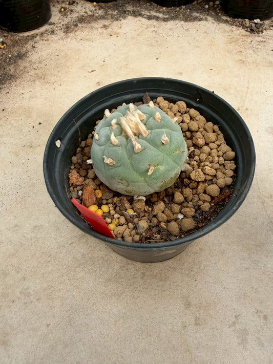 Lophophora Ooibo – Cactus (Seed Grown, 3-3.5 cm, Own Root) 14 years old
