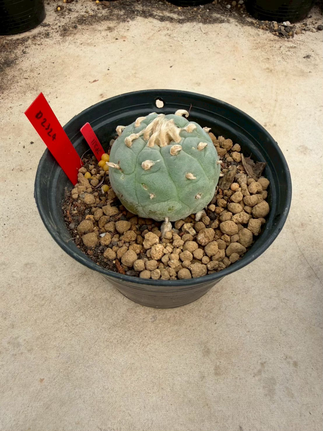 Lophophora Ooibo –  Cactus (Seed Grown, 3-3.5 cm, Own Root) 14 years old