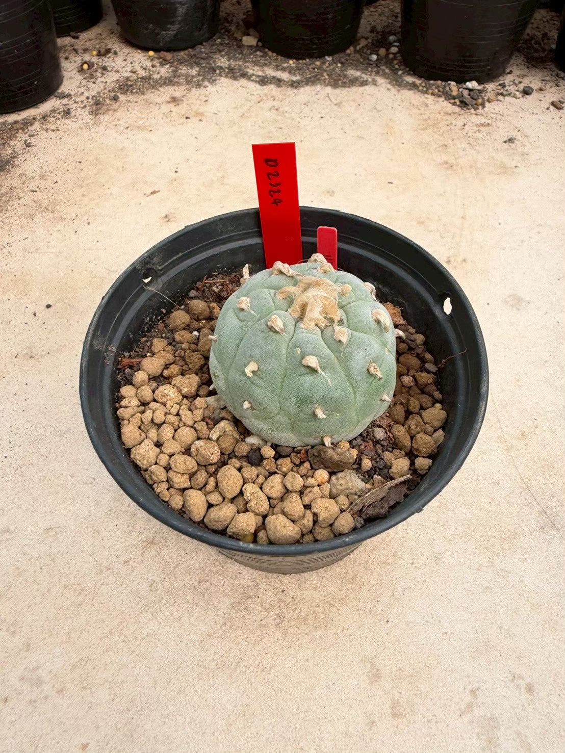 Lophophora Ooibo –  Cactus (Seed Grown, 3-3.5 cm, Own Root) 14 years old