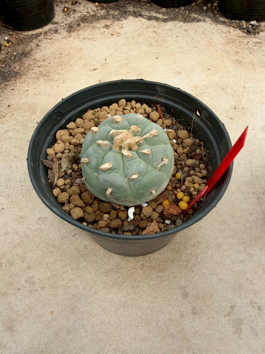 Lophophora Ooibo –  Cactus (Seed Grown, 3-3.5 cm, Own Root) 14 years old