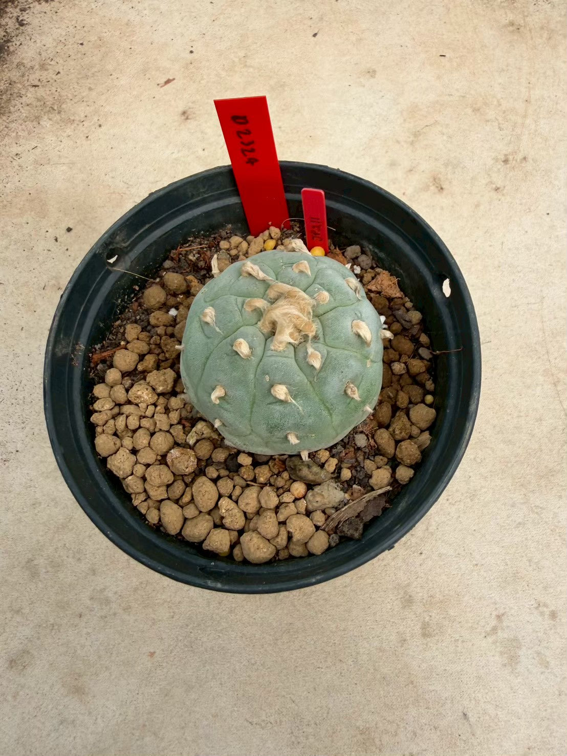 Lophophora Ooibo –  Cactus (Seed Grown, 3-3.5 cm, Own Root) 14 years old