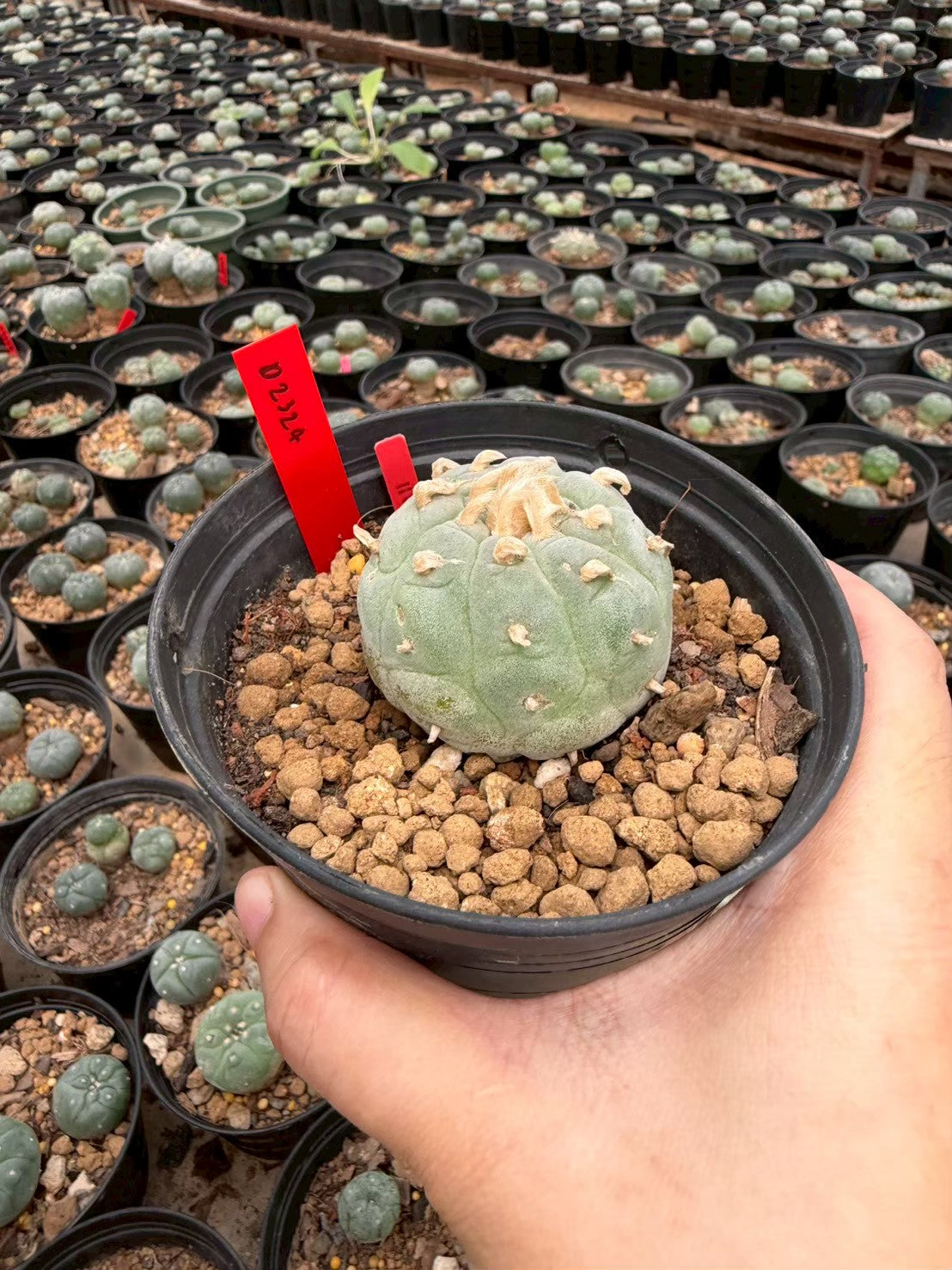 Lophophora Ooibo –  Cactus (Seed Grown, 3-3.5 cm, Own Root) 14 years old