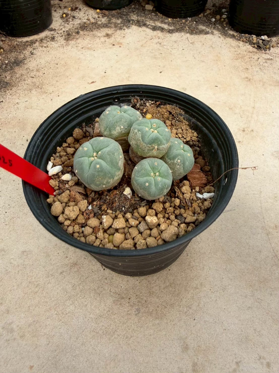 Lophophora williamsii – Peyote Cactus (Seed Grown, 3-3.5 cm, Own Root) 14 years old