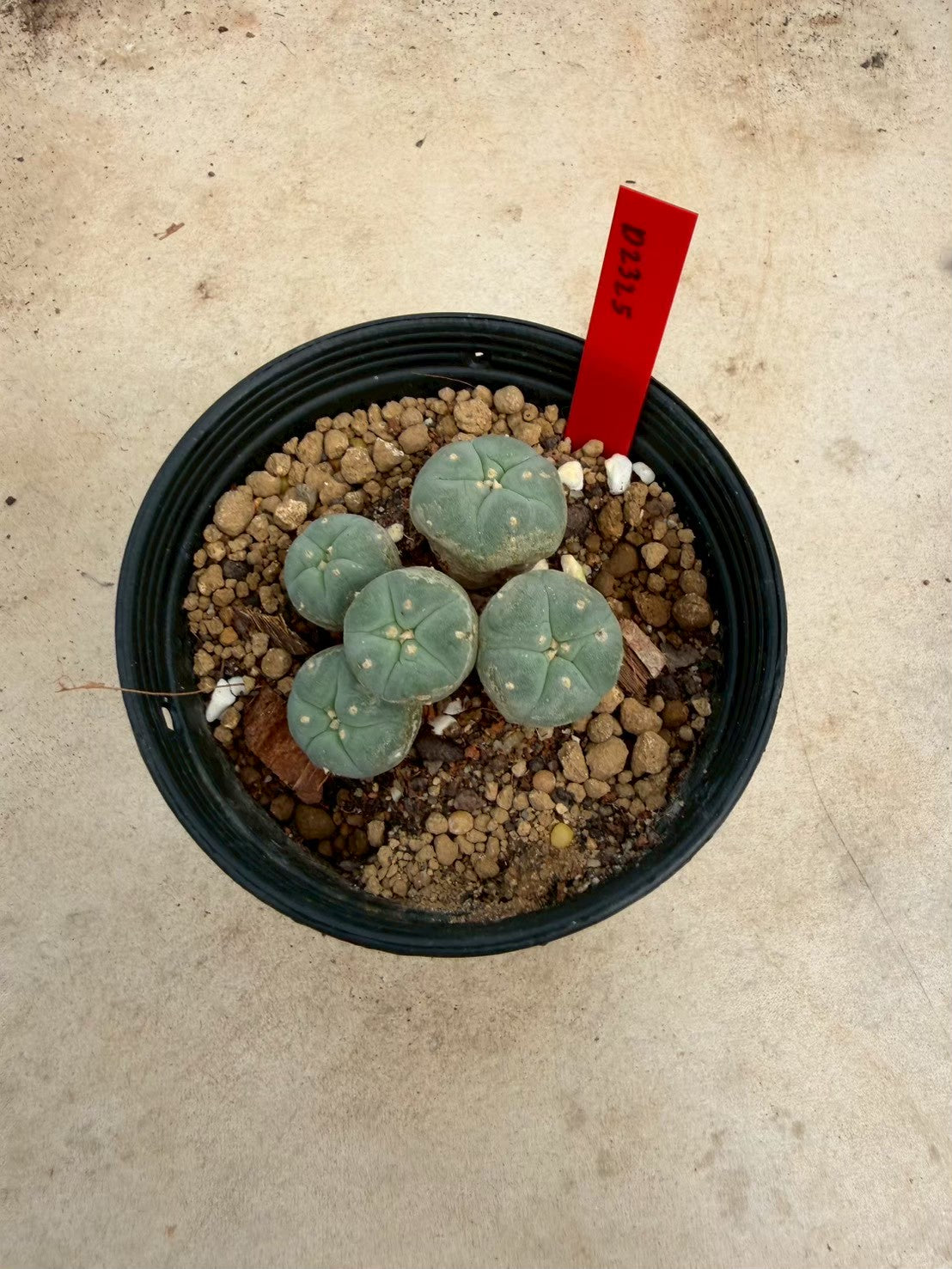Lophophora williamsii – Peyote Cactus (Seed Grown, 3-3.5 cm, Own Root) 14 years old