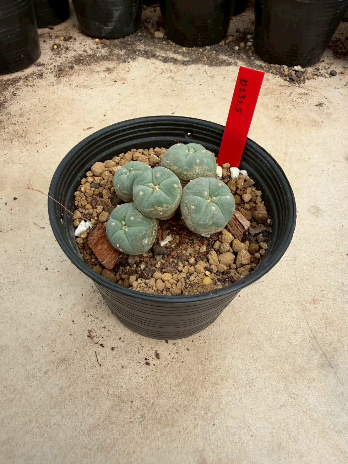 Lophophora williamsii – Peyote Cactus (Seed Grown, 3-3.5 cm, Own Root) 14 years old
