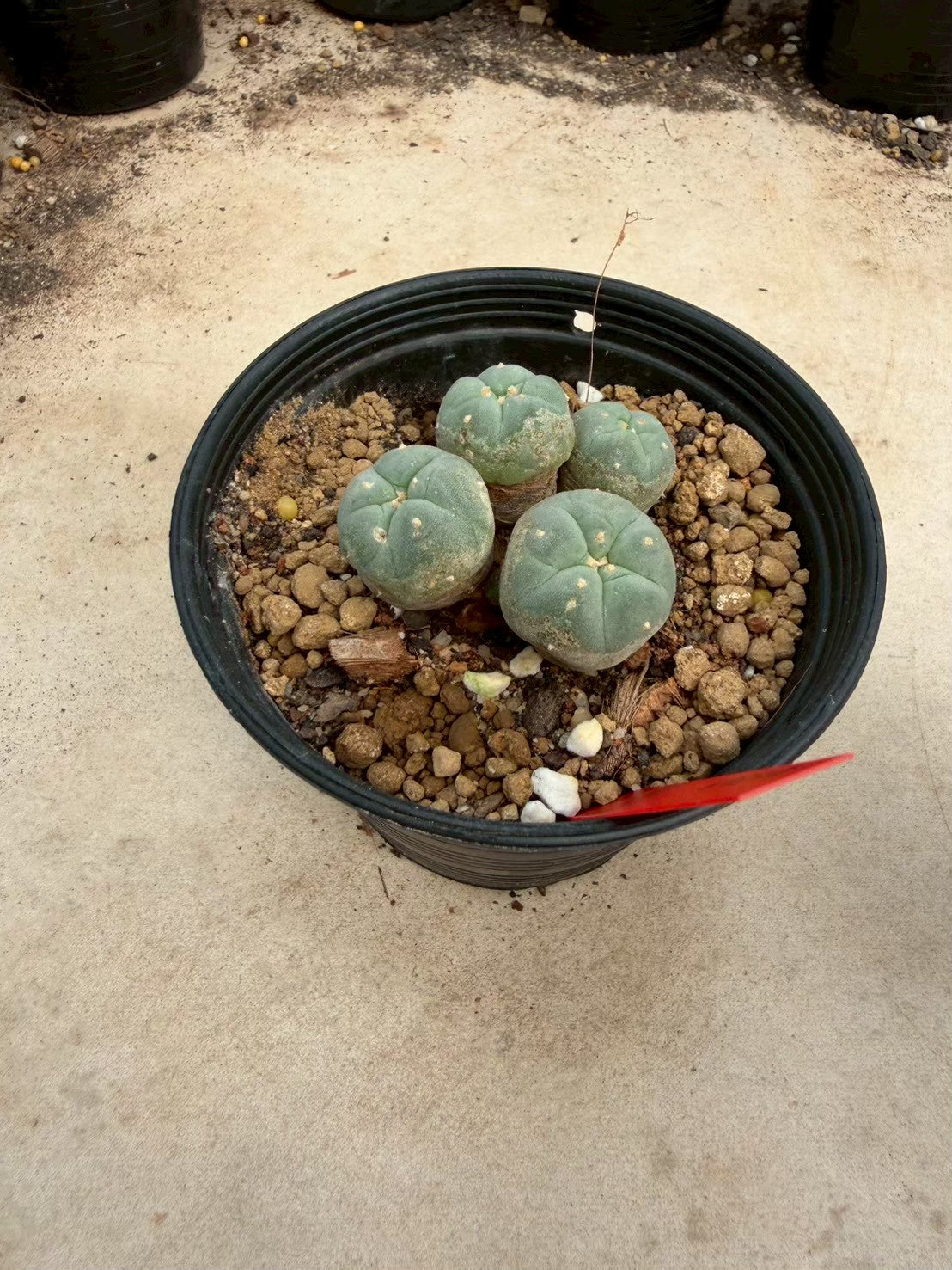 Lophophora williamsii – Peyote Cactus (Seed Grown, 3-3.5 cm, Own Root) 14 years old