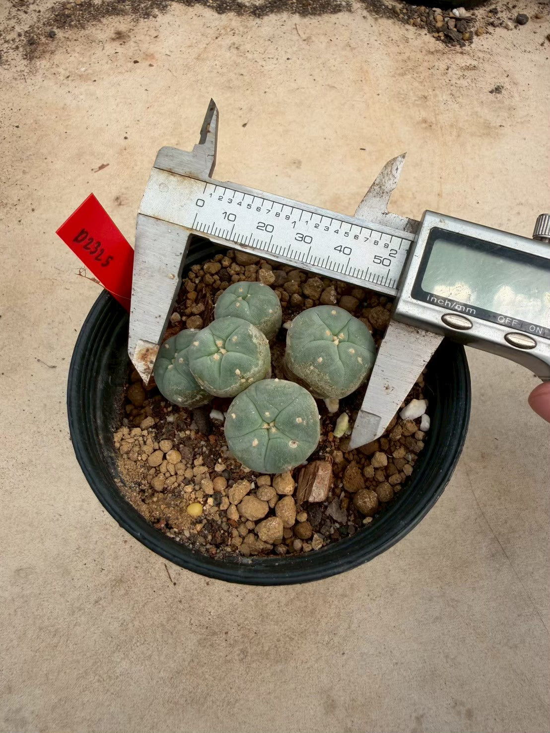 Lophophora williamsii – Peyote Cactus (Seed Grown, 3-3.5 cm, Own Root) 14 years old