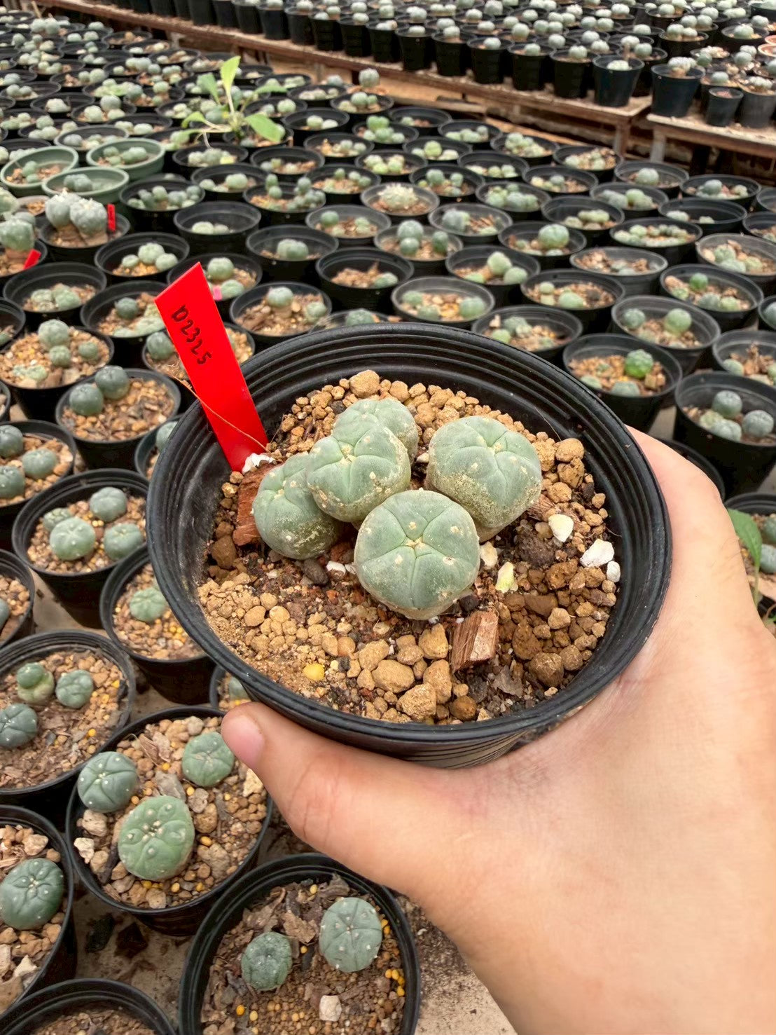 Lophophora williamsii – Peyote Cactus (Seed Grown, 3-3.5 cm, Own Root) 14 years old