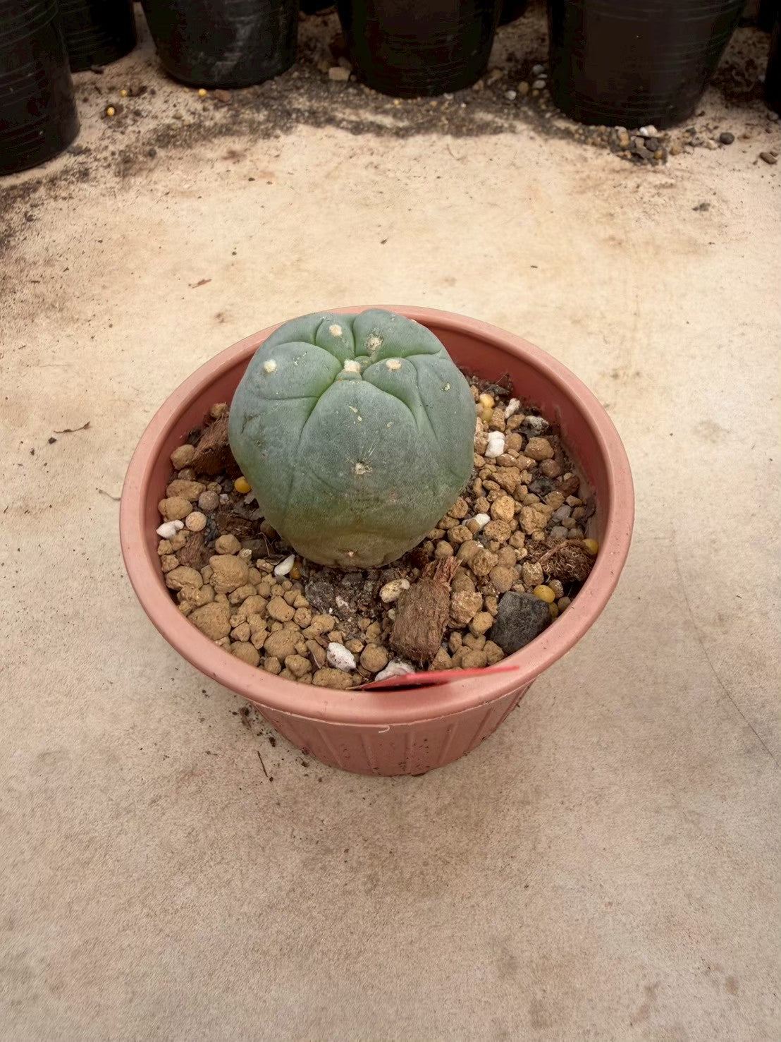 Lophophora williamsii – Peyote Cactus (Seed Grown, 3-3.5 cm, Own Root) 14 years old