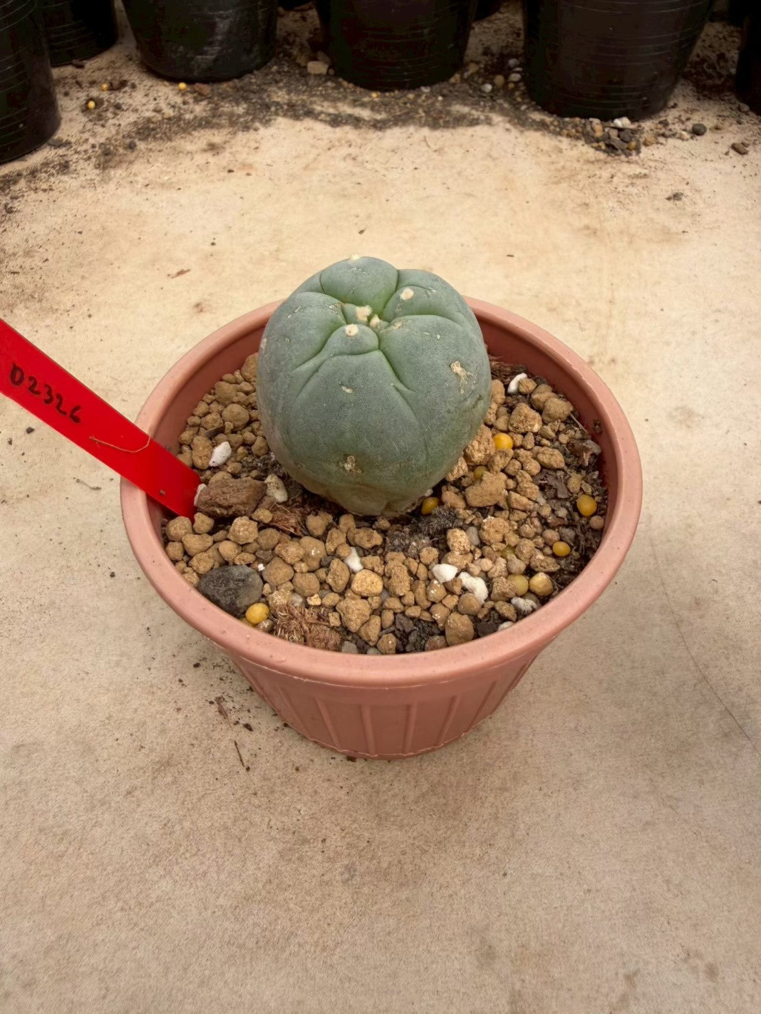 Lophophora williamsii – Peyote Cactus (Seed Grown, 3-3.5 cm, Own Root) 14 years old