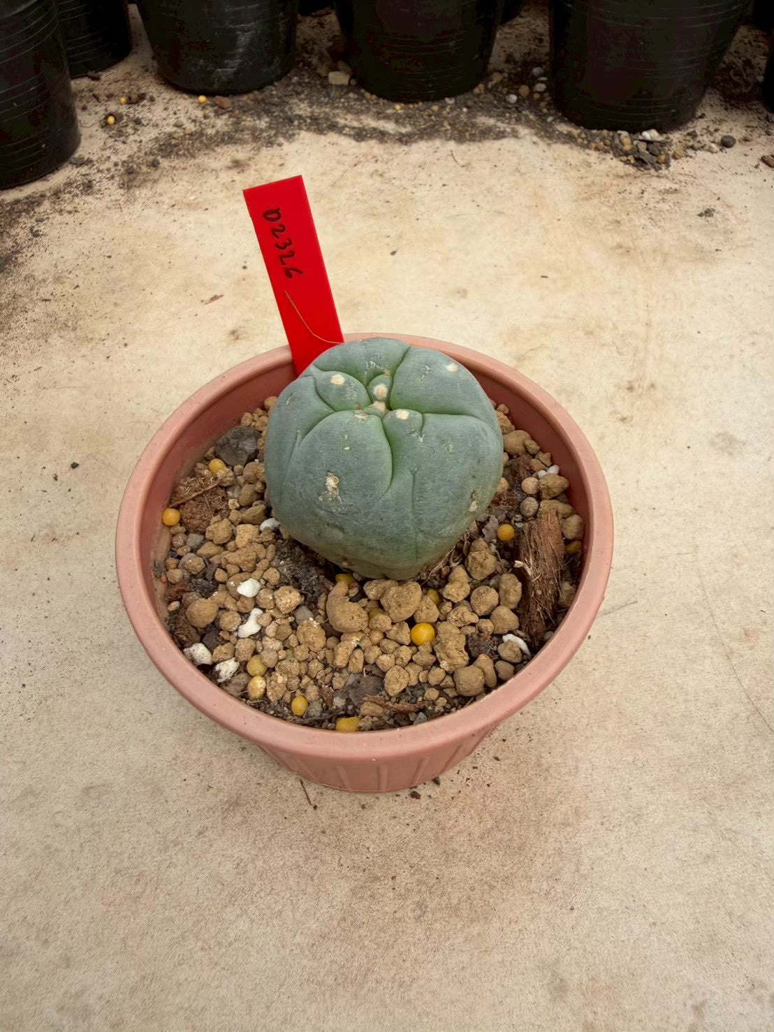 Lophophora williamsii – Peyote Cactus (Seed Grown, 3-3.5 cm, Own Root) 14 years old