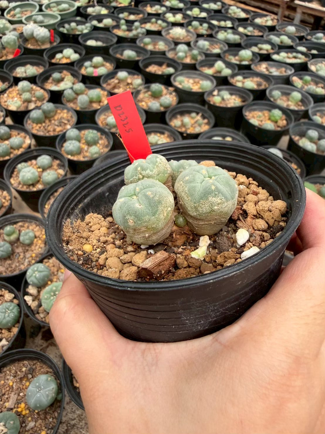 Lophophora williamsii – Peyote Cactus (Seed Grown, 3-3.5 cm, Own Root) 14 years old