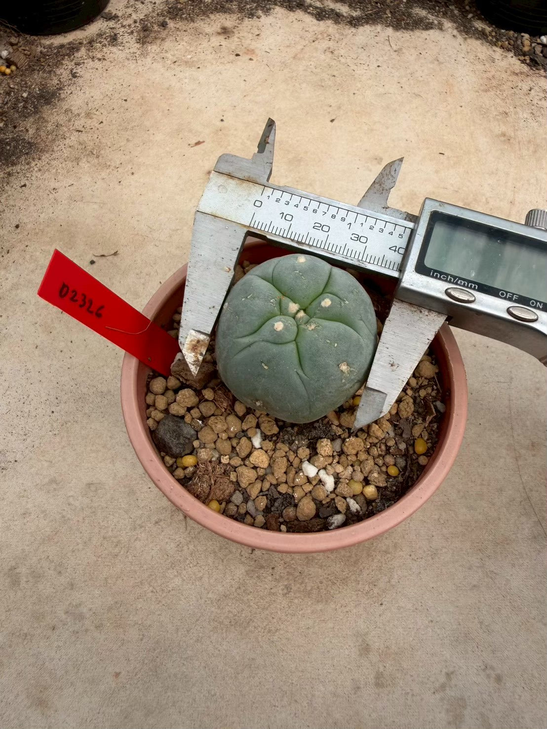 Lophophora williamsii – Peyote Cactus (Seed Grown, 3-3.5 cm, Own Root) 14 years old