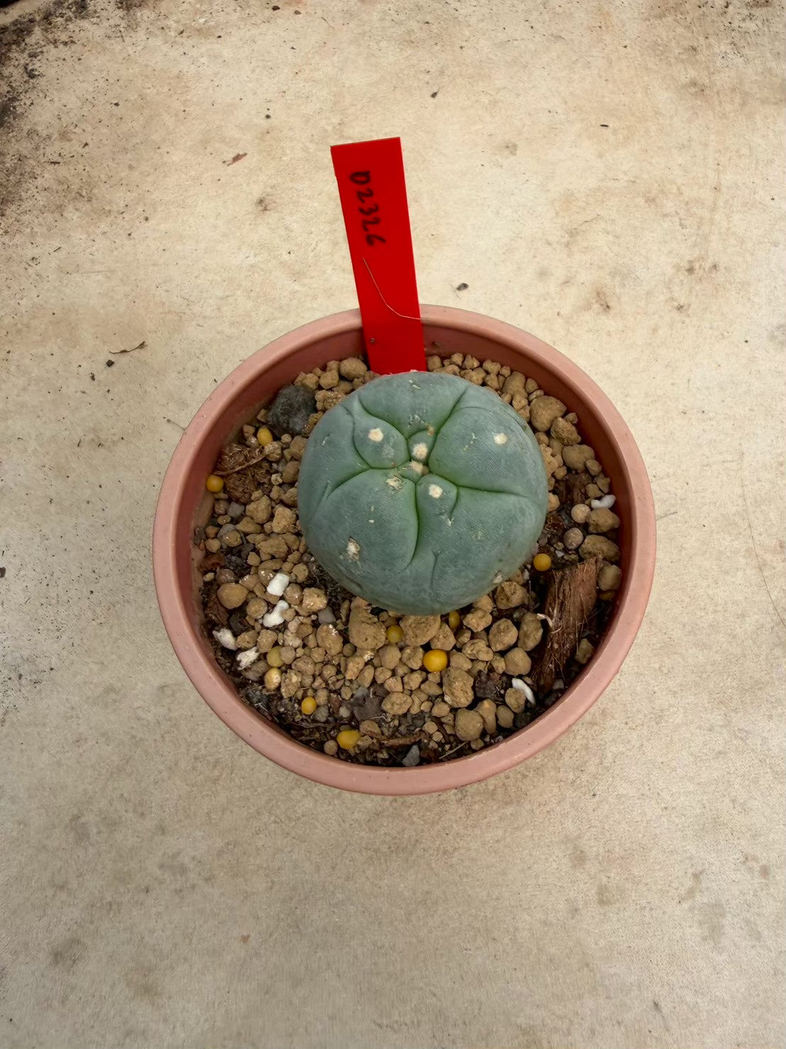 Lophophora williamsii – Peyote Cactus (Seed Grown, 3-3.5 cm, Own Root) 14 years old