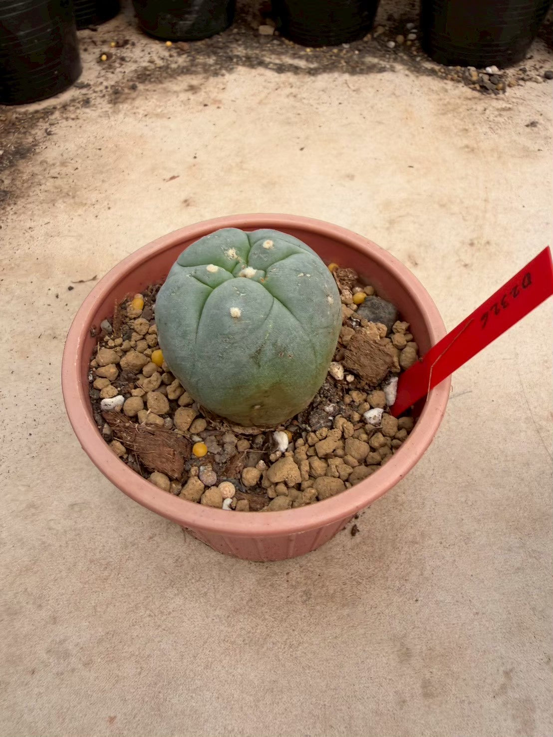 Lophophora williamsii – Peyote Cactus (Seed Grown, 3-3.5 cm, Own Root) 14 years old