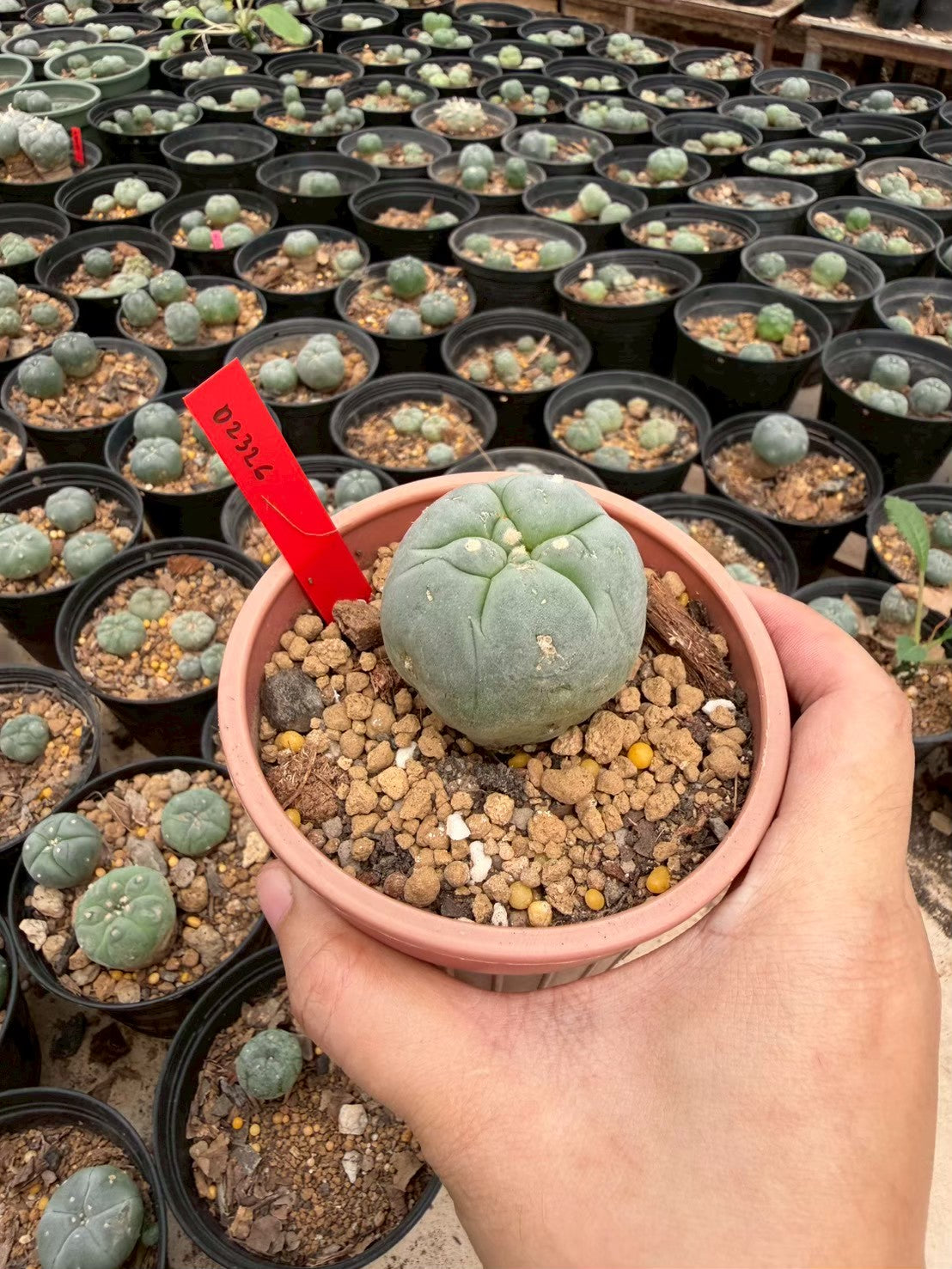 Lophophora williamsii – Peyote Cactus (Seed Grown, 3-3.5 cm, Own Root) 14 years old