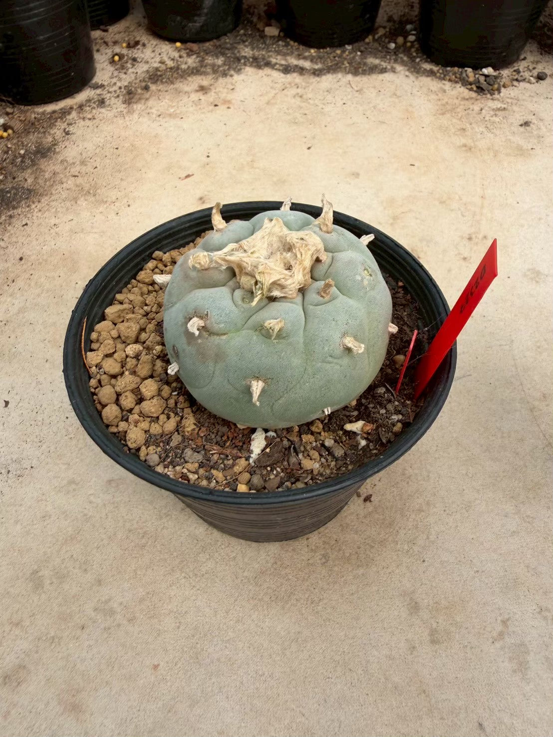 Lophophora Fricii – Peyote Cactus (Seed Grown, 4-5 cm, Own Root) 14 years old