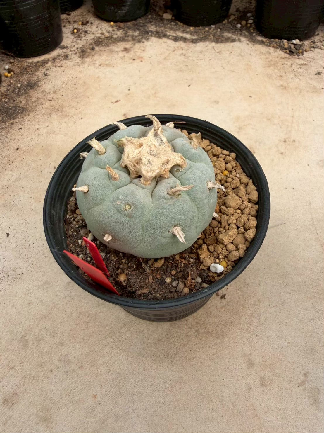 Lophophora Fricii – Peyote Cactus (Seed Grown, 4-5 cm, Own Root) 14 years old