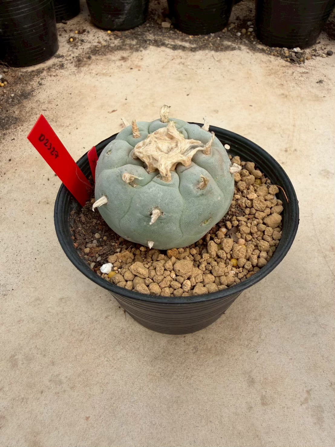 Lophophora Fricii – Peyote Cactus (Seed Grown, 4-5 cm, Own Root) 14 years old