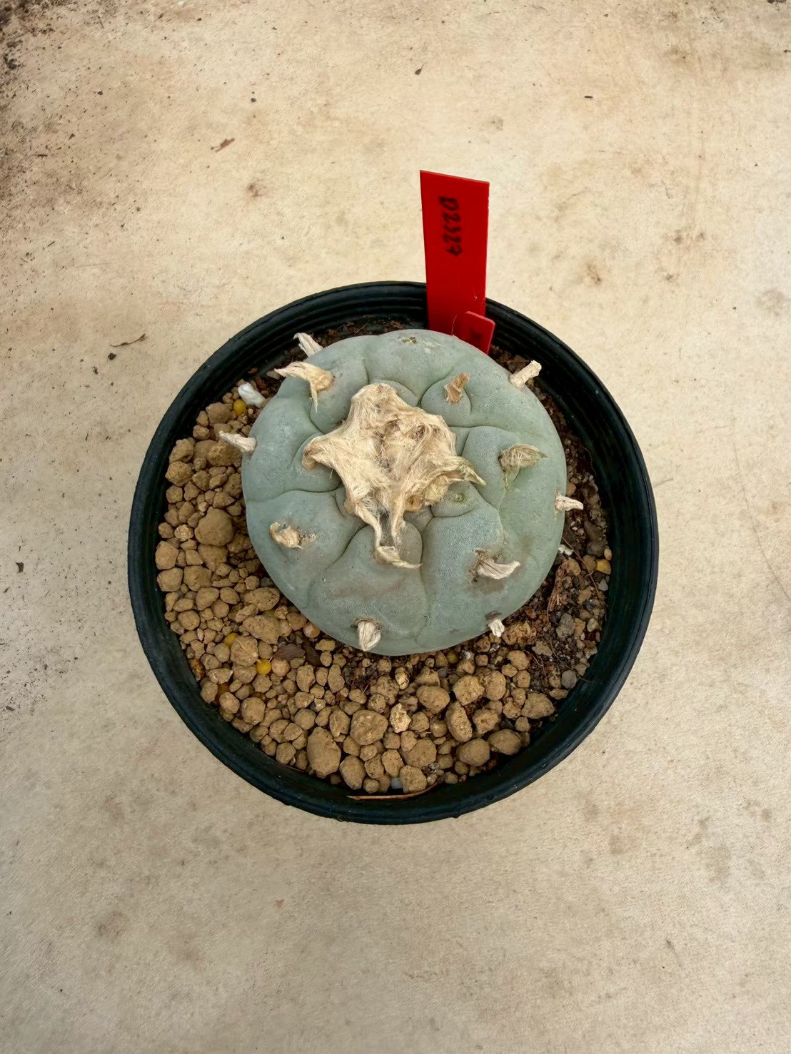 Lophophora Fricii – Peyote Cactus (Seed Grown, 4-5 cm, Own Root) 14 years old