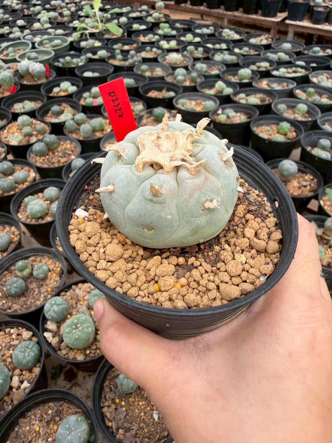 Lophophora Fricii – Peyote Cactus (Seed Grown, 4-5 cm, Own Root) 14 years old