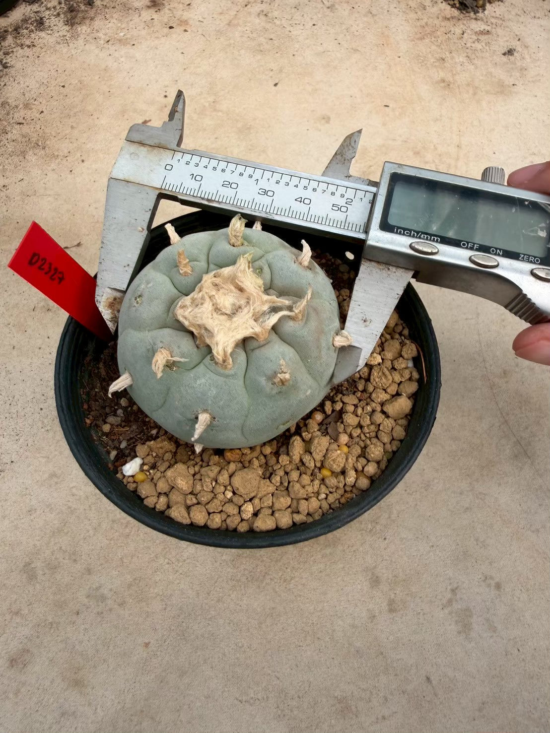 Lophophora Fricii – Peyote Cactus (Seed Grown, 4-5 cm, Own Root) 14 years old