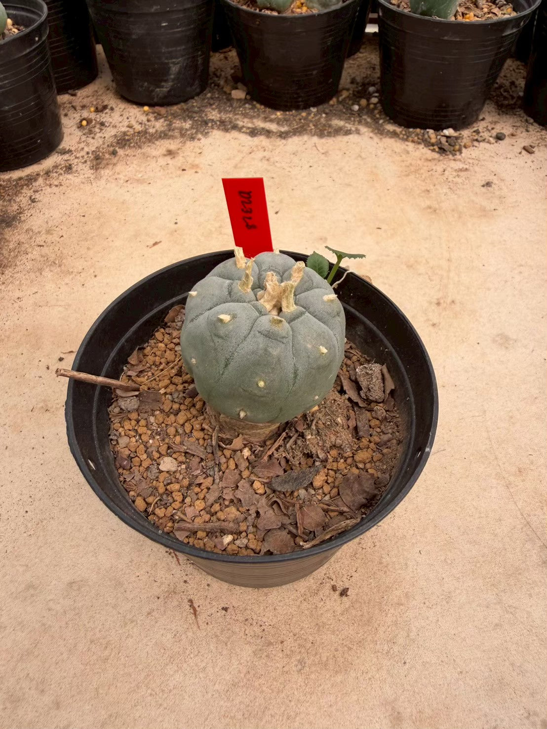 Lophophora williamsii – Peyote Cactus (Seed Grown, 3-3.5 cm, Own Root) 14 years old