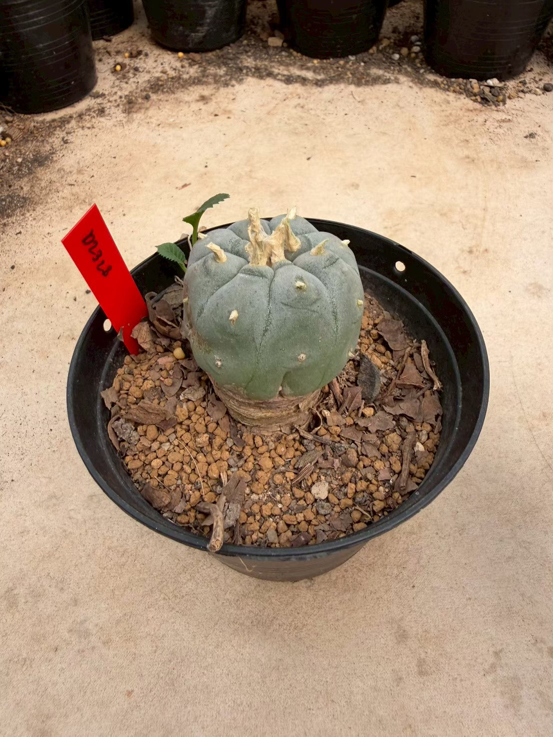 Lophophora williamsii – Peyote Cactus (Seed Grown, 3-3.5 cm, Own Root) 14 years old