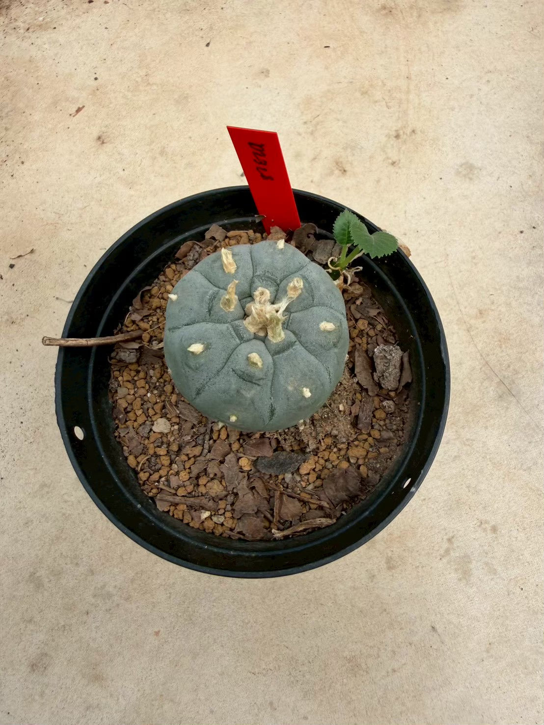 Lophophora williamsii – Peyote Cactus (Seed Grown, 3-3.5 cm, Own Root) 14 years old