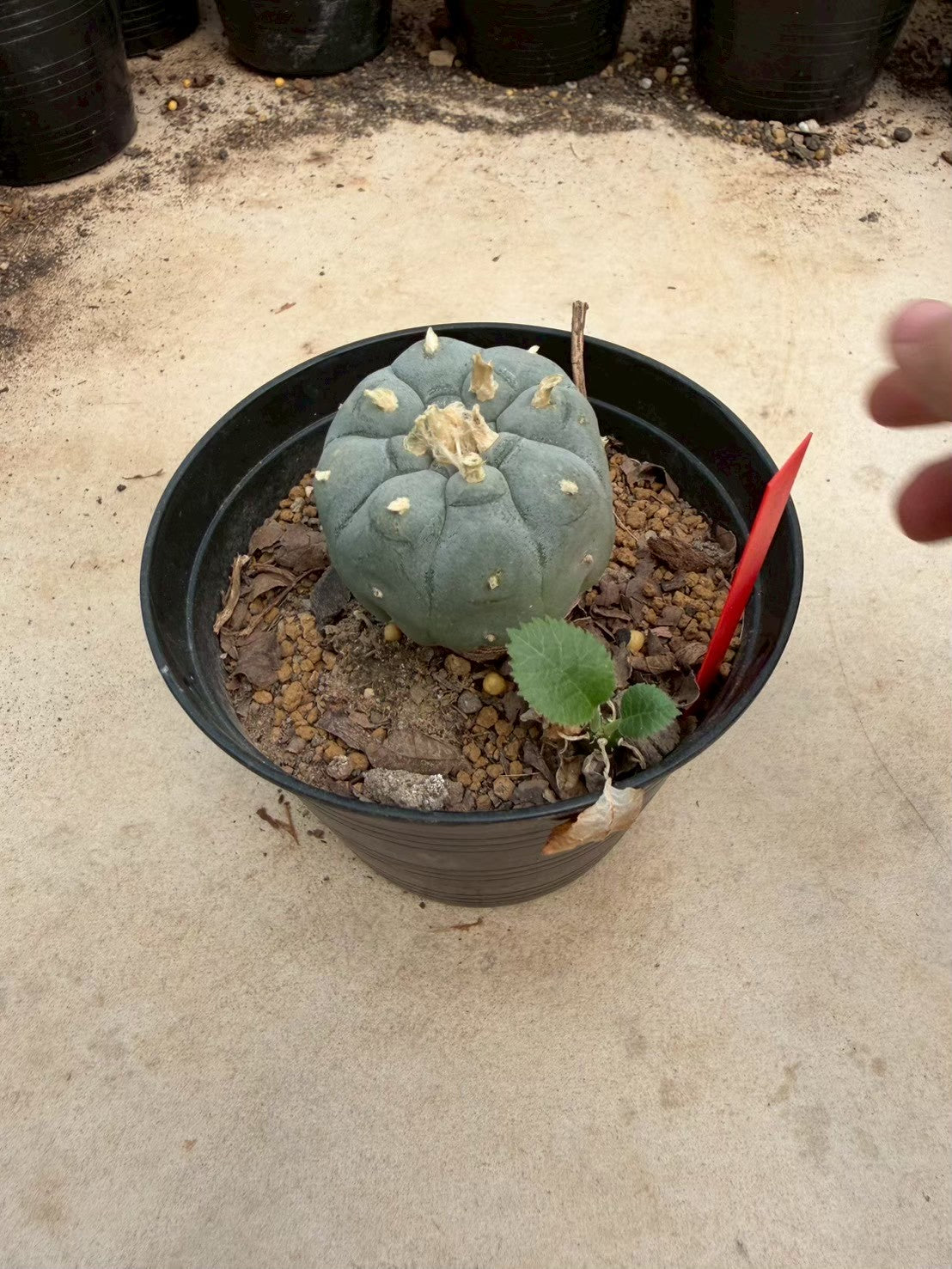 Lophophora williamsii – Peyote Cactus (Seed Grown, 3-3.5 cm, Own Root) 14 years old