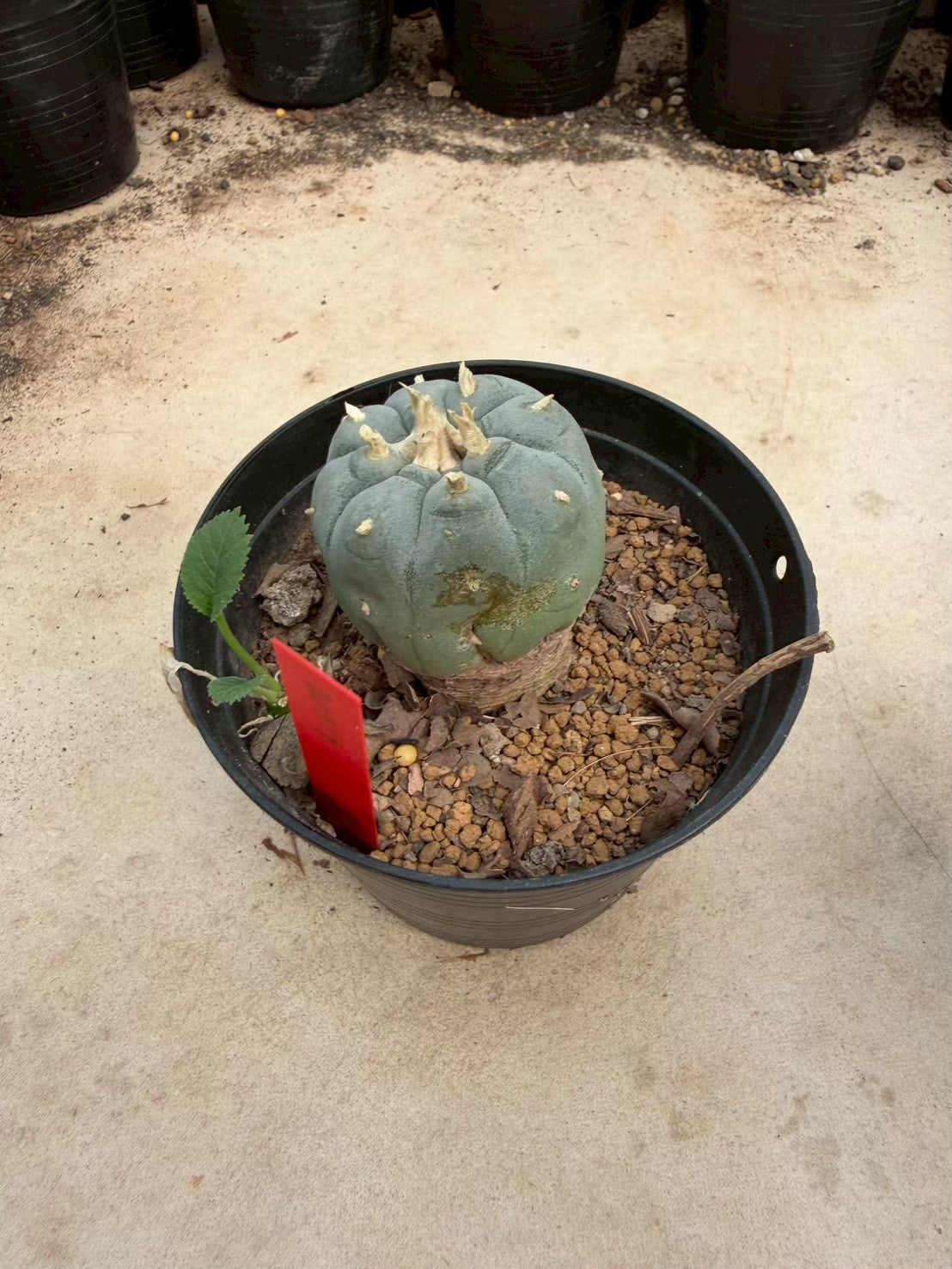 Lophophora williamsii – Peyote Cactus (Seed Grown, 3-3.5 cm, Own Root) 14 years old