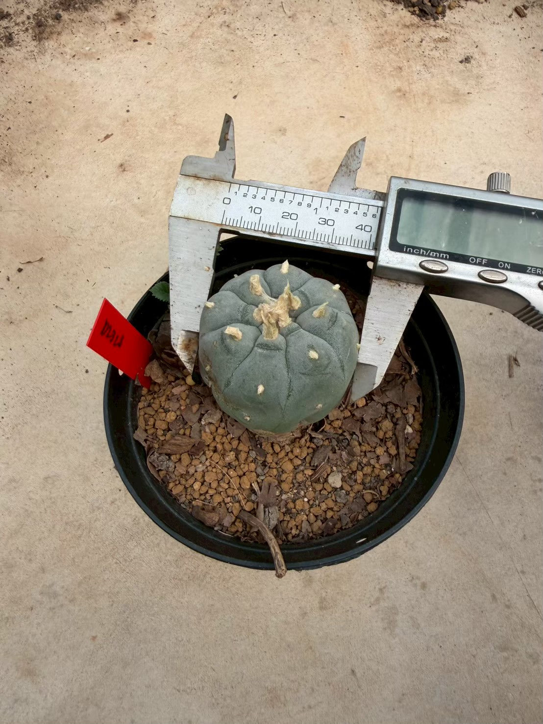 Lophophora williamsii – Peyote Cactus (Seed Grown, 3-3.5 cm, Own Root) 14 years old