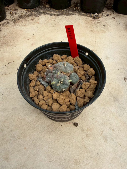 Lophophora williamsii – Peyote Cactus (Seed Grown, 3-3.5 cm, Own Root) 12 years old